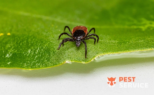 Уничтожение клещей