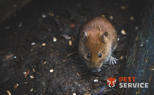 Дератизация в Новокузнецке